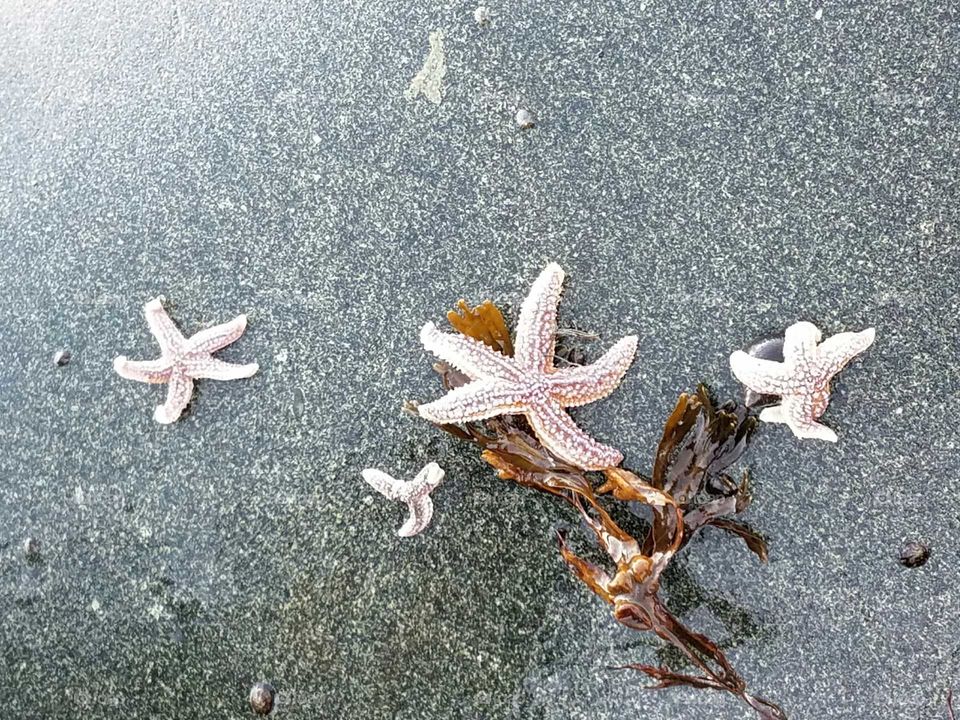 Starfish, Beach, Sand, Seashore, Seashell