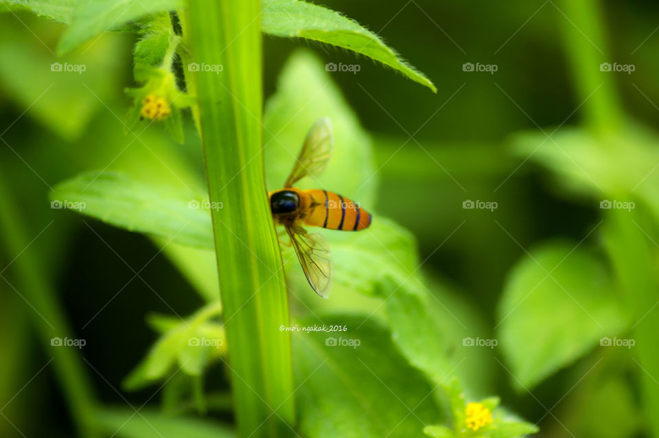 bee