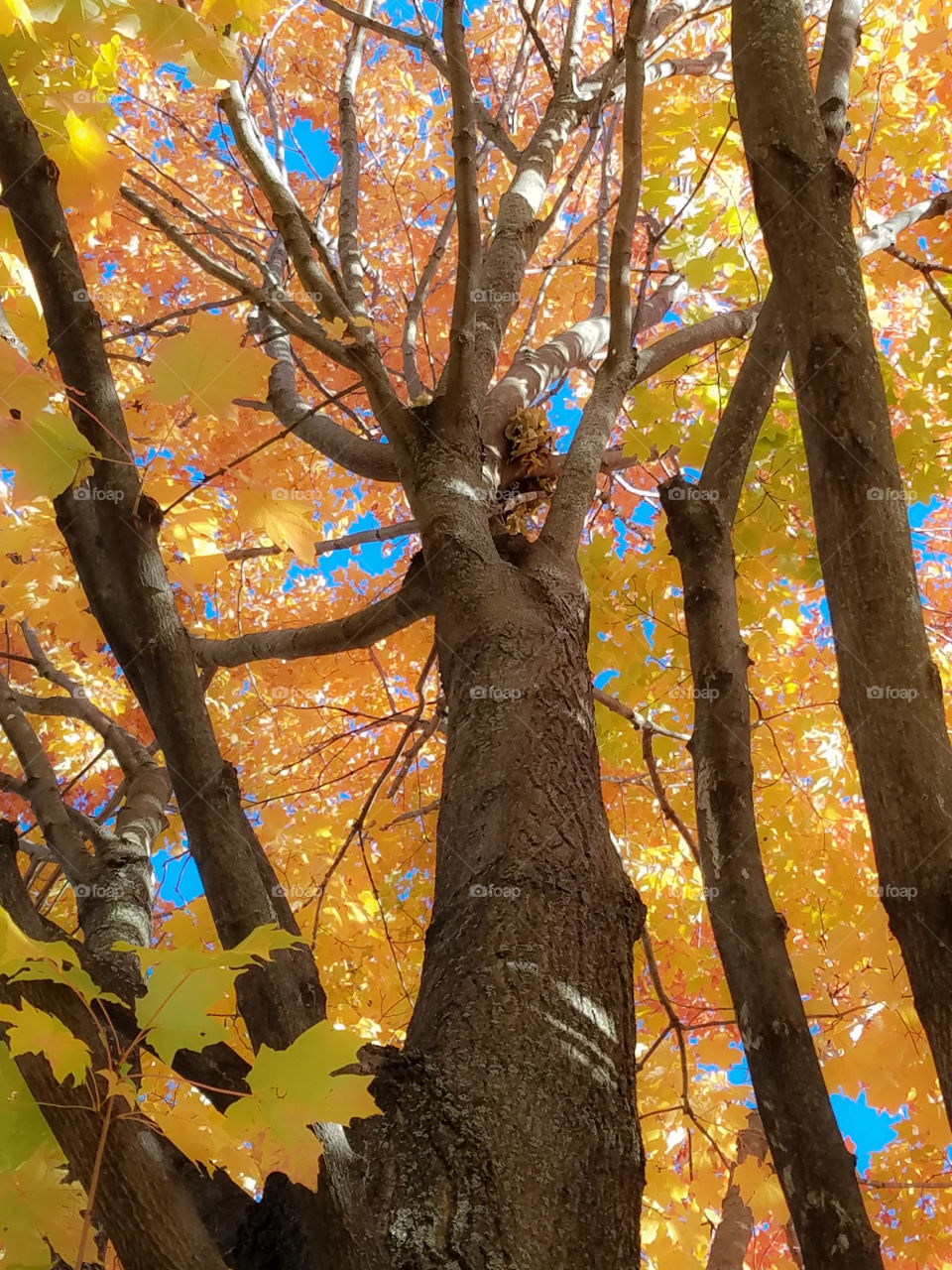 Yellow Fall Canopy