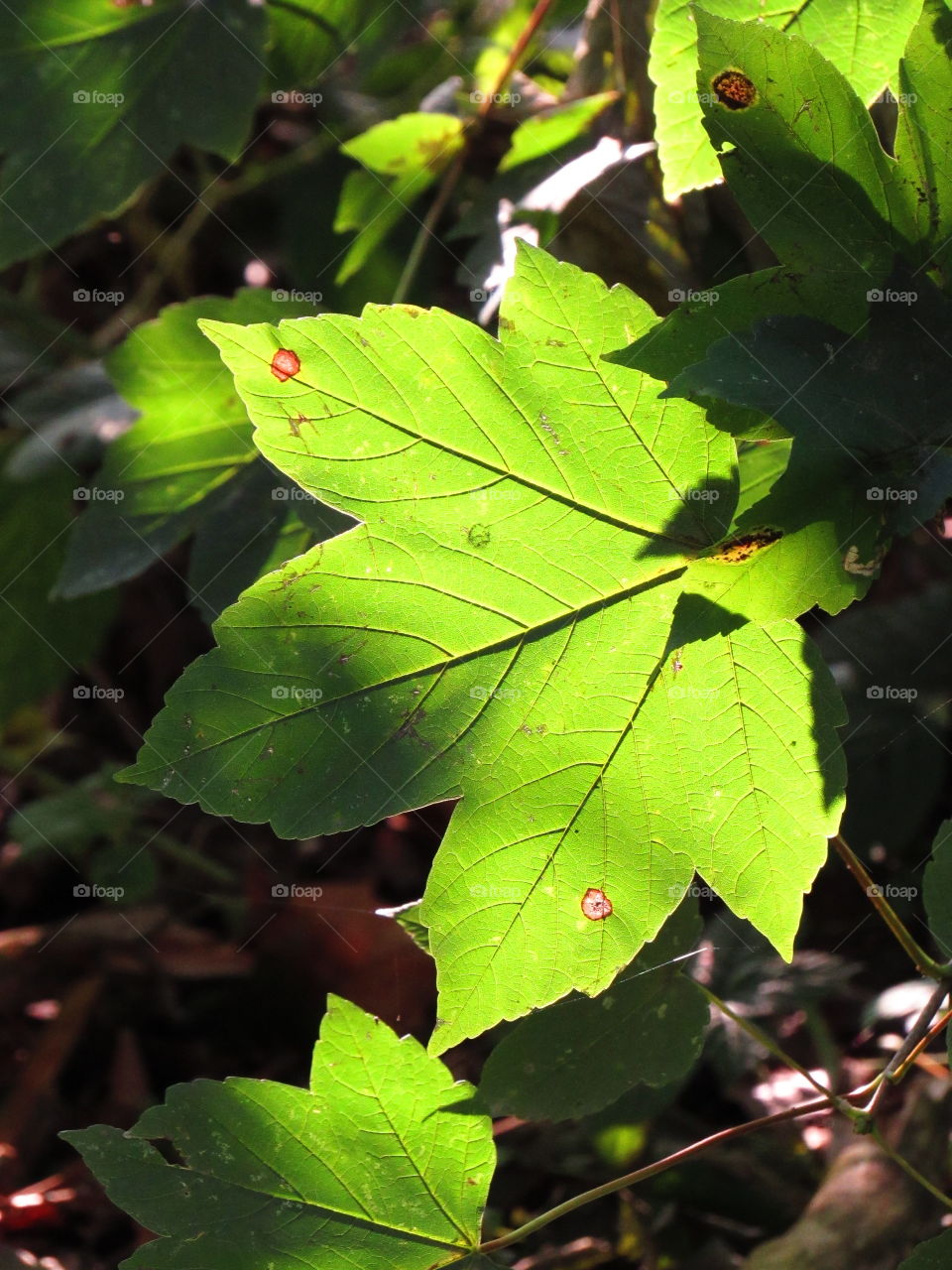 In the wood