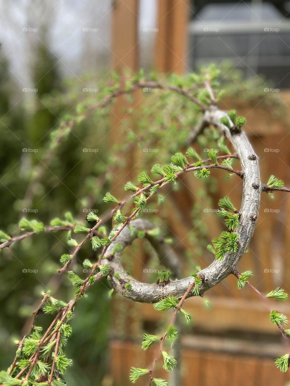 Weeping larch with fresh needles