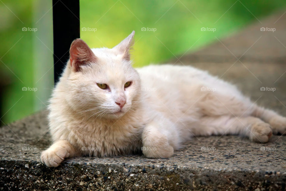 Cute white cat rest 