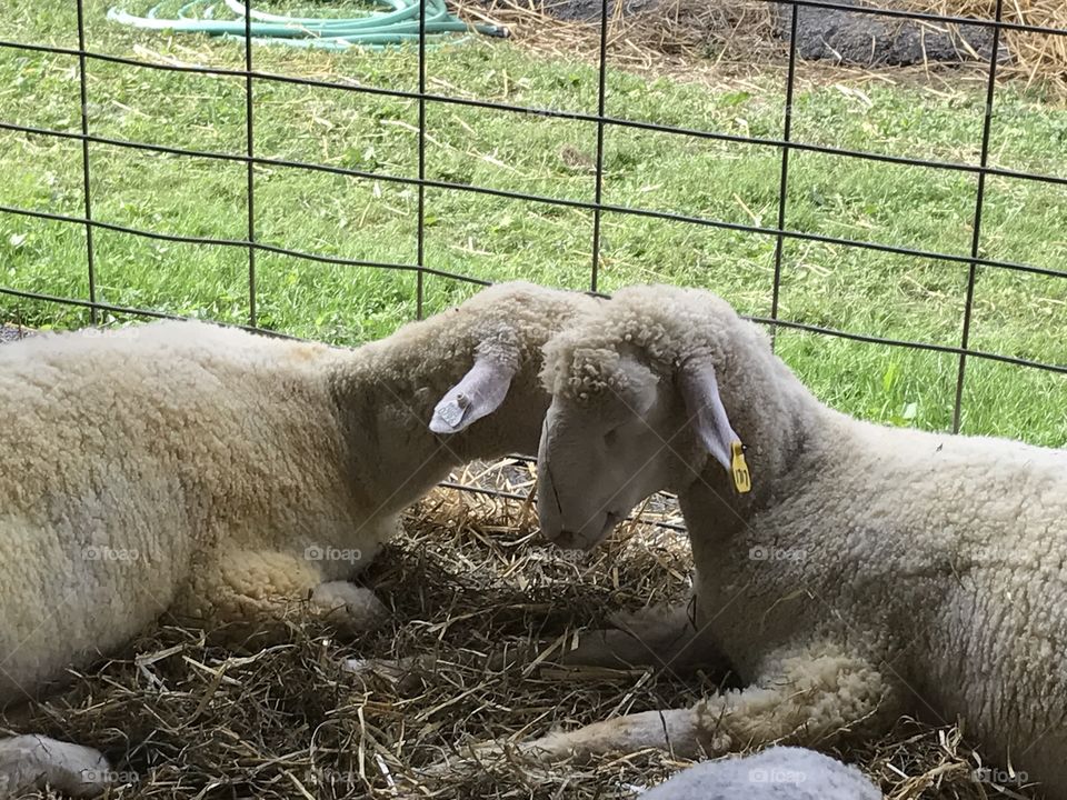 Sheep friends 
