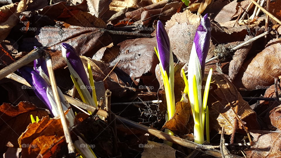 Crocus buds