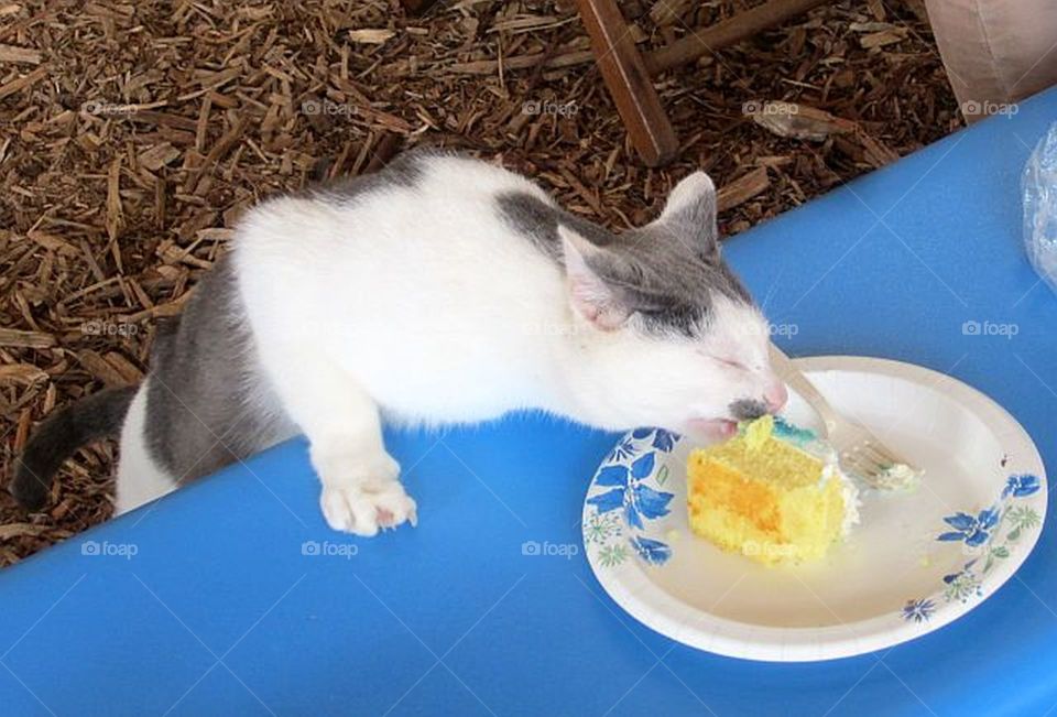 Sneaky kitty eating cake when nobody's looking