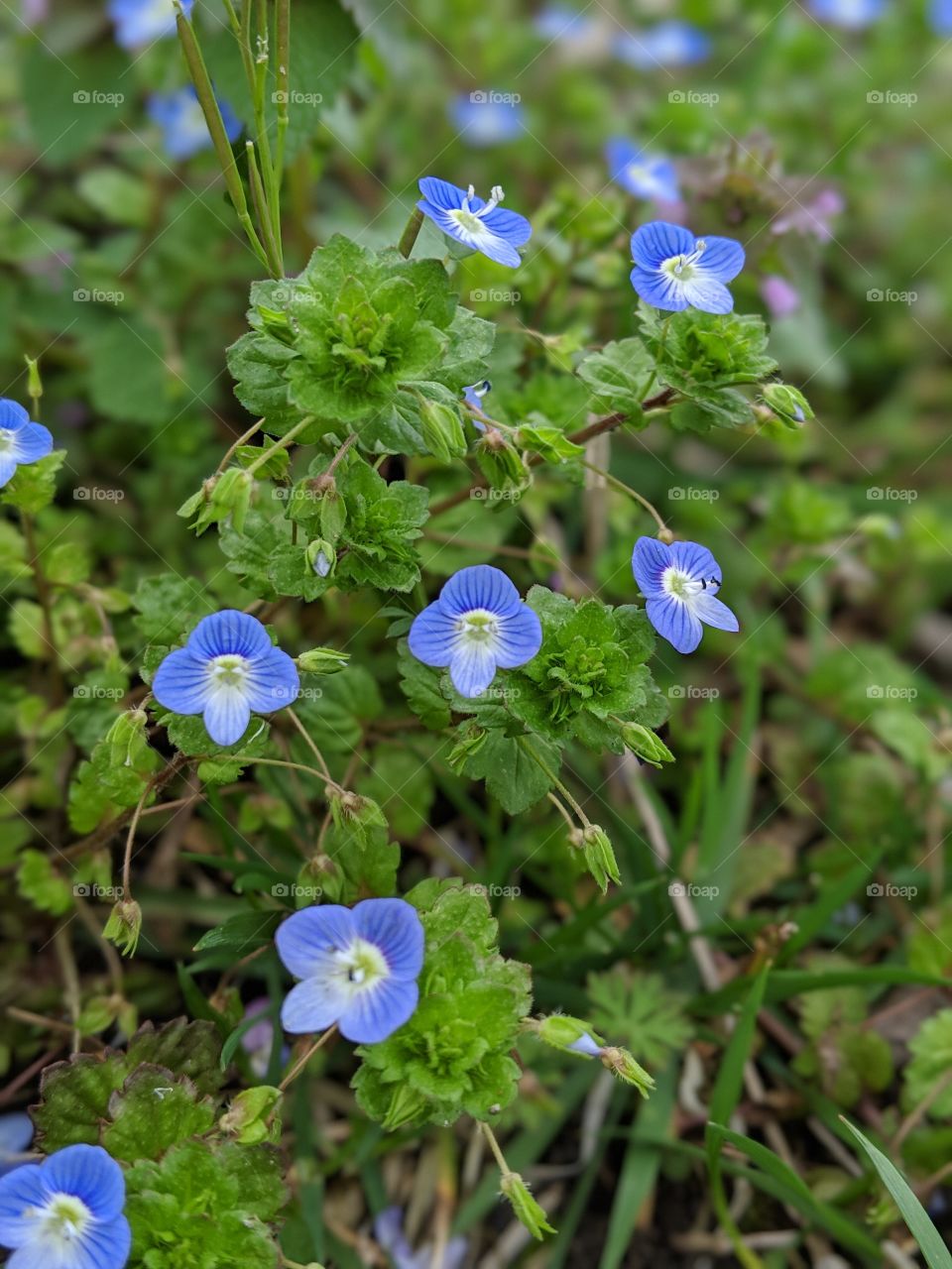 small and pretty flowers