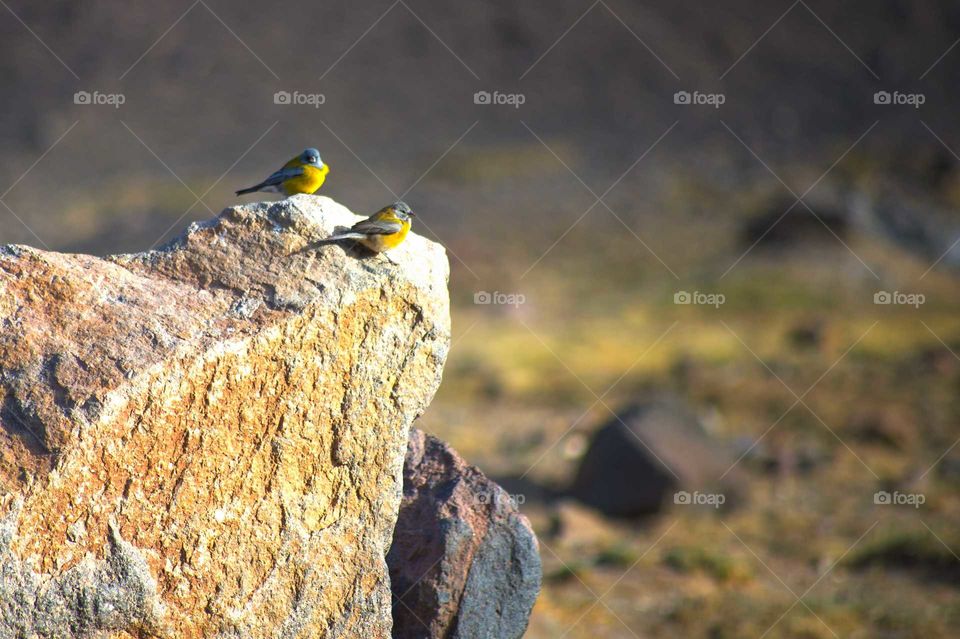 birds in the mountain