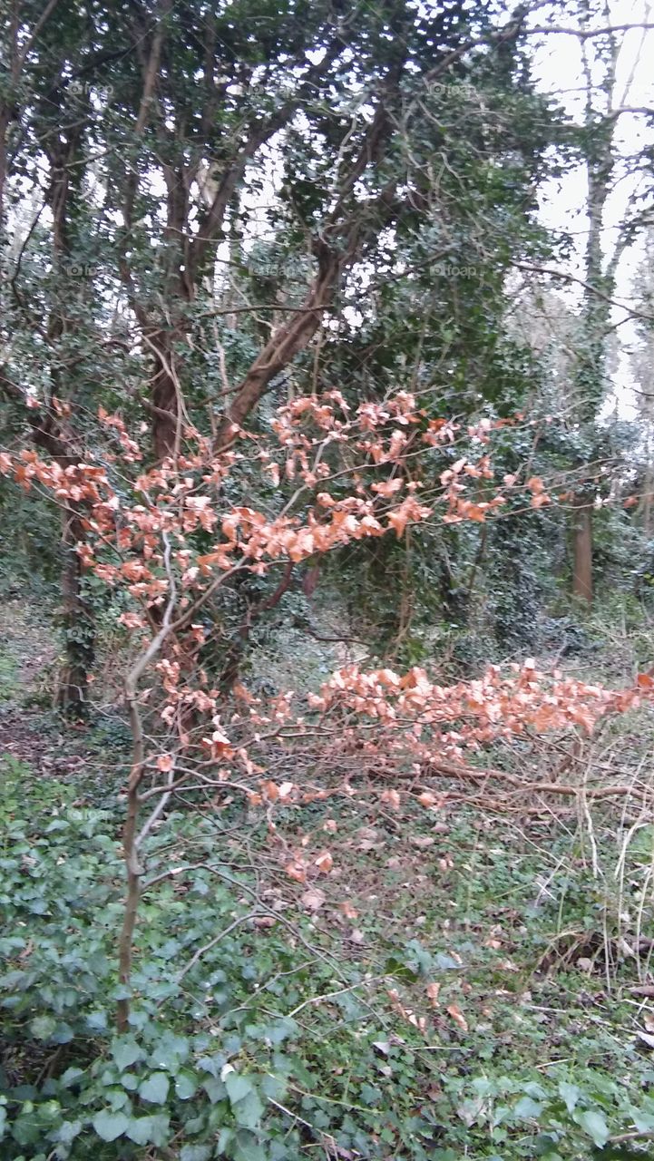 Leaves On A Tree