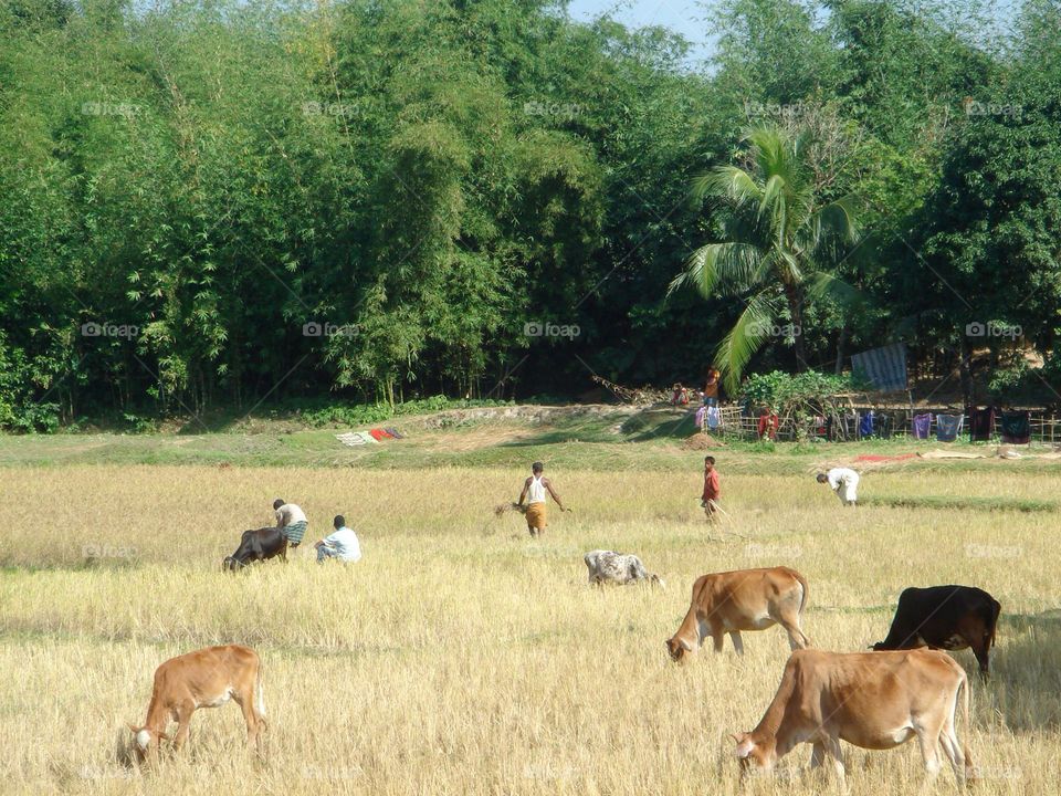fields cows farmers cowboys by uzzidaman