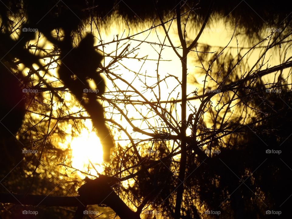 Sunset through tree