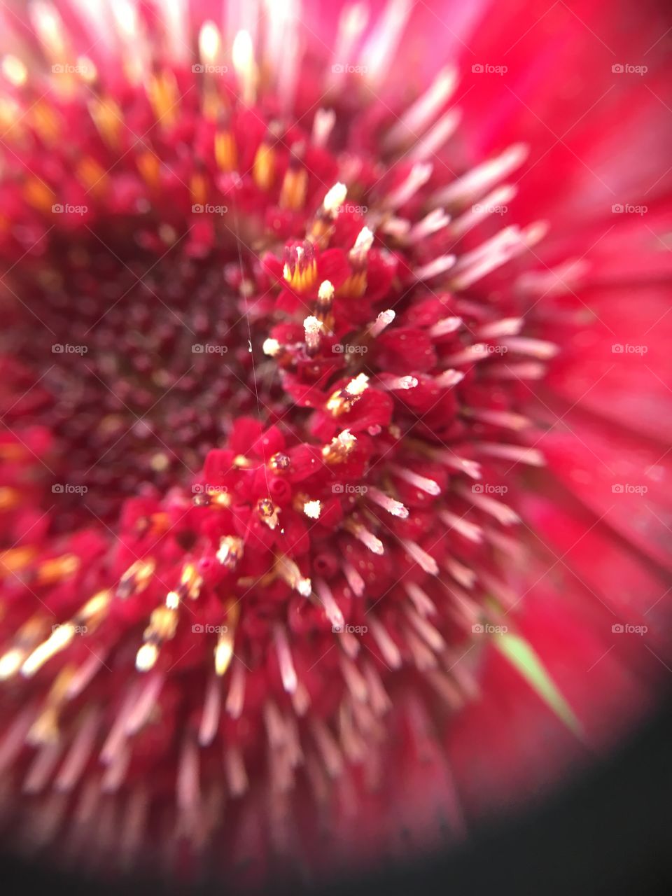 Gerbera center closeup 