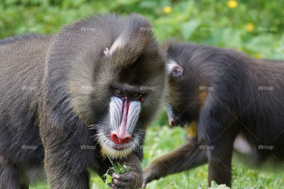 Couple de mandrills