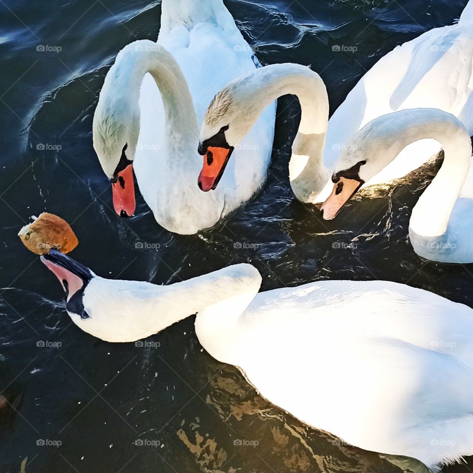 Swans fighting for food