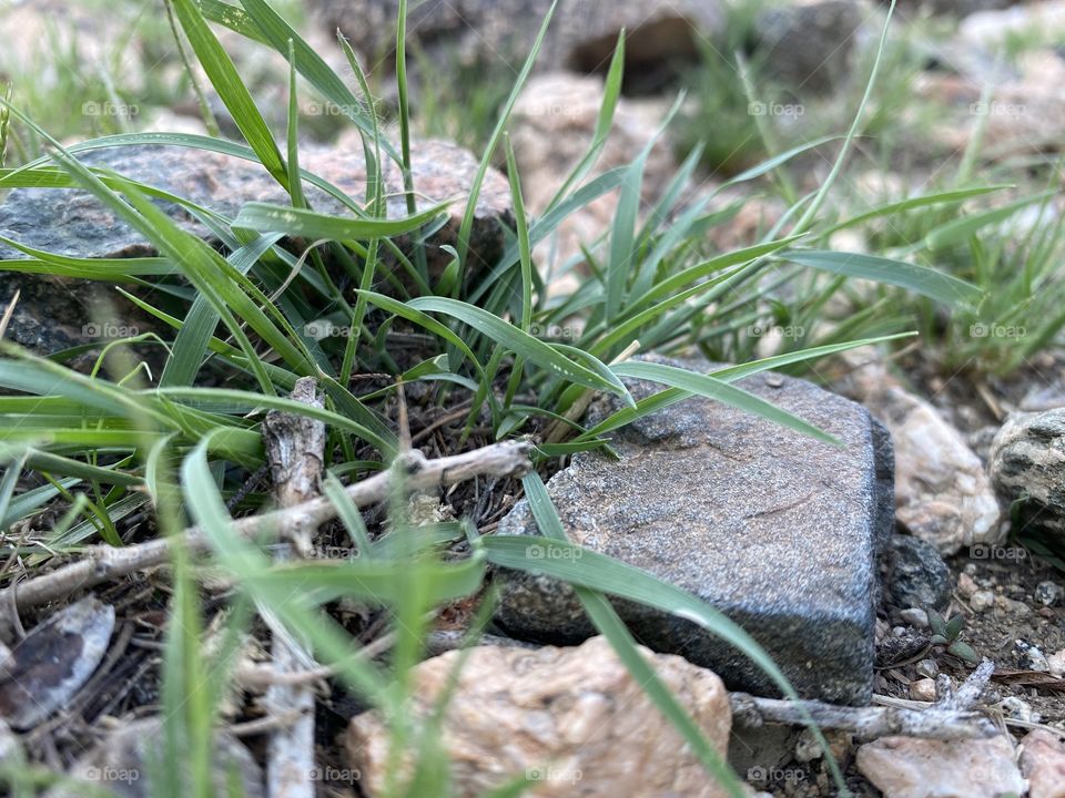 Taif mountains ⛰ rocks ,desert , amazing herbal 