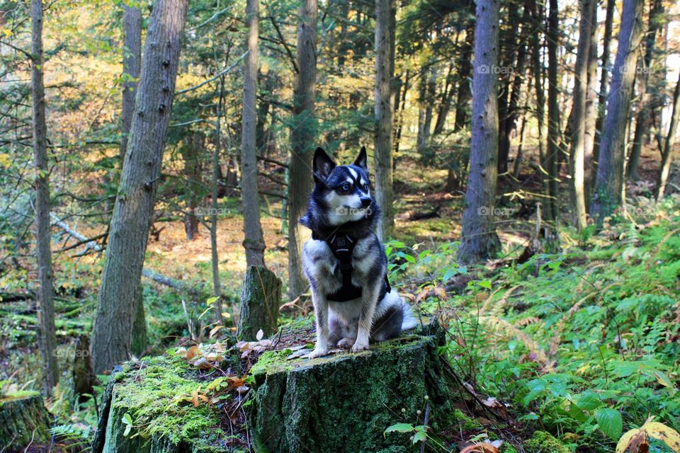Alaskan Klee Kai hiking in the woods