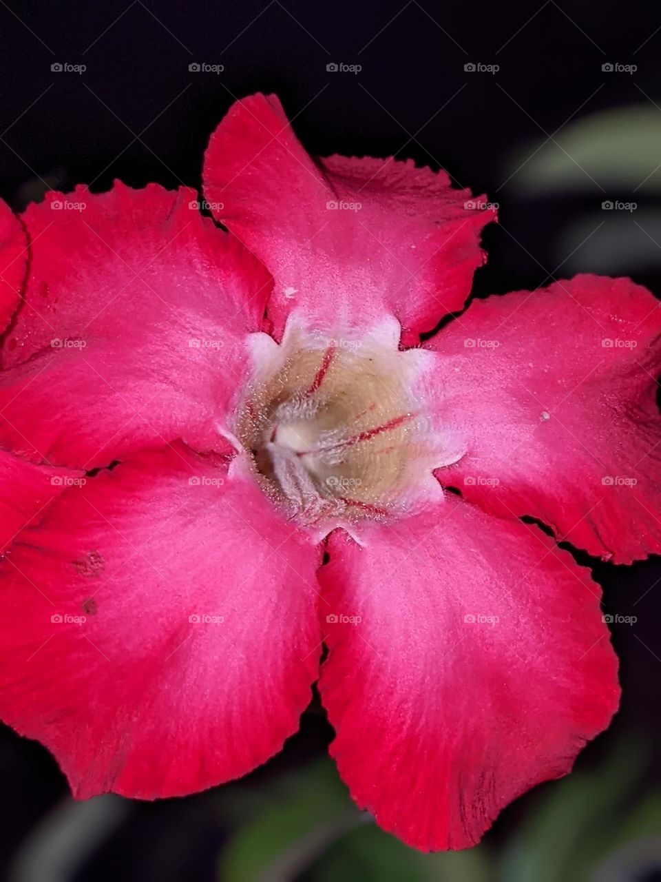 Adenium obesum flower