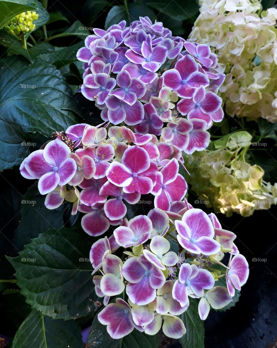 mars hydrangea flowers