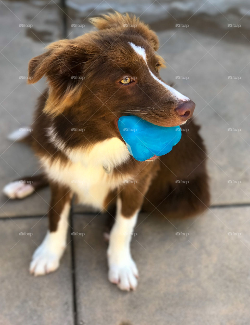 Full length brown and white puppy with a blue toy in his mouth looking away 