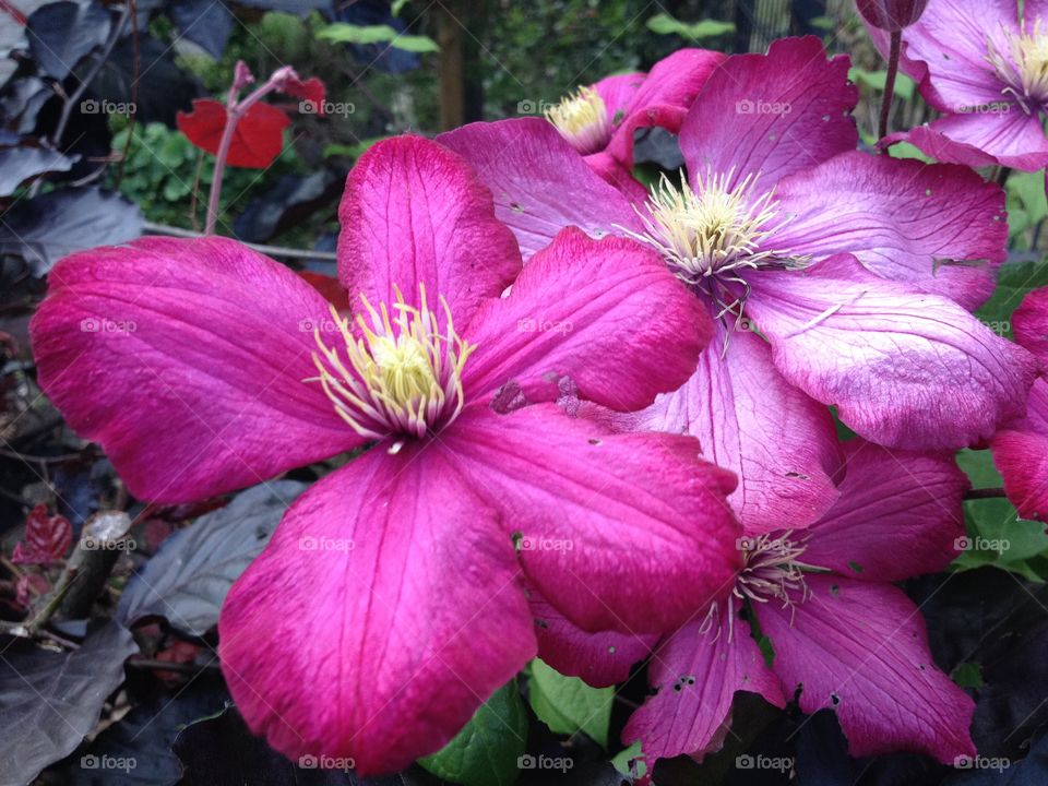 purple flower