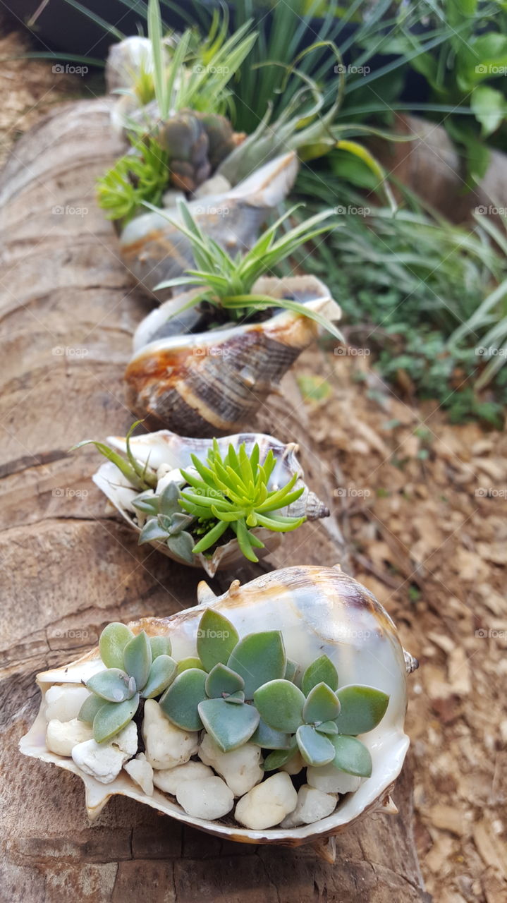 planted sea shells