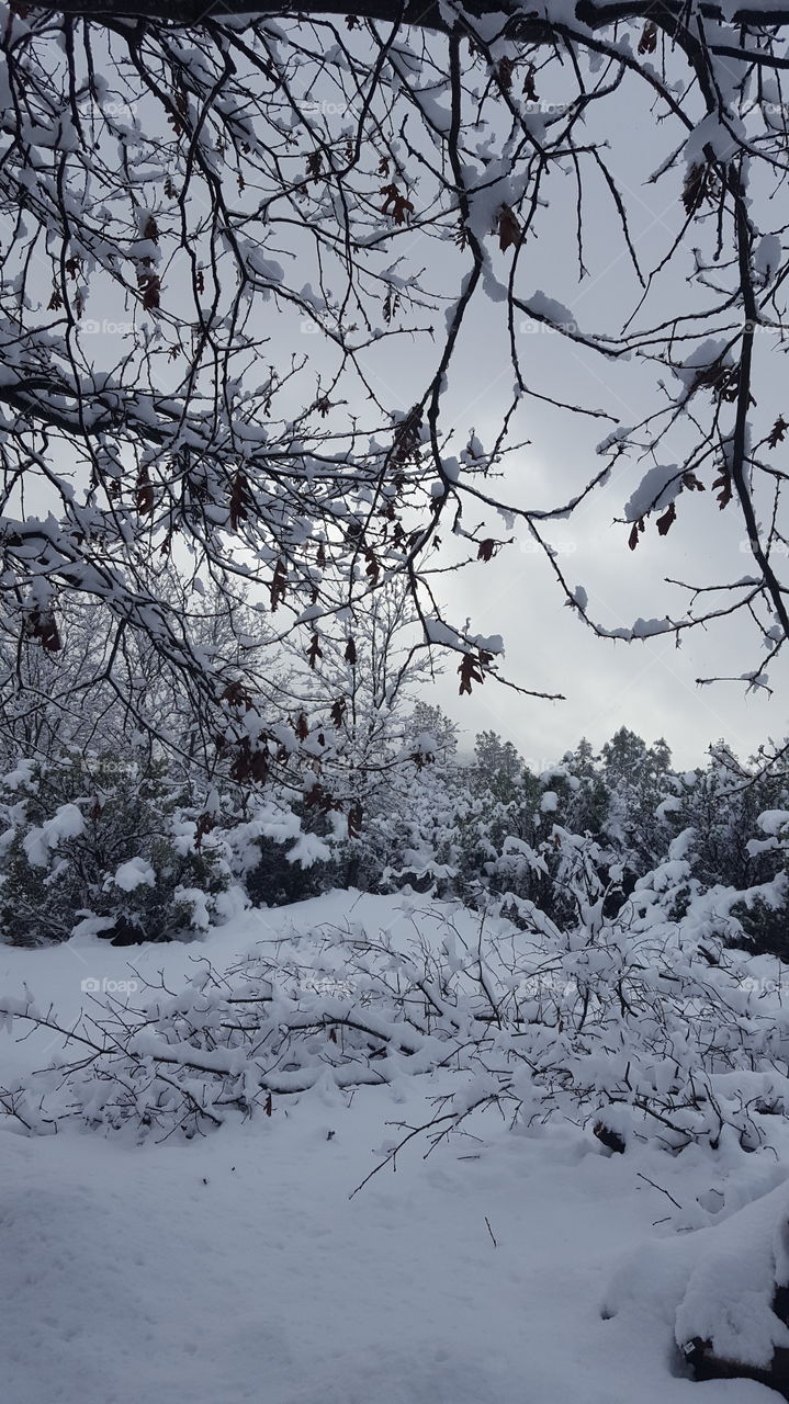 winter close up