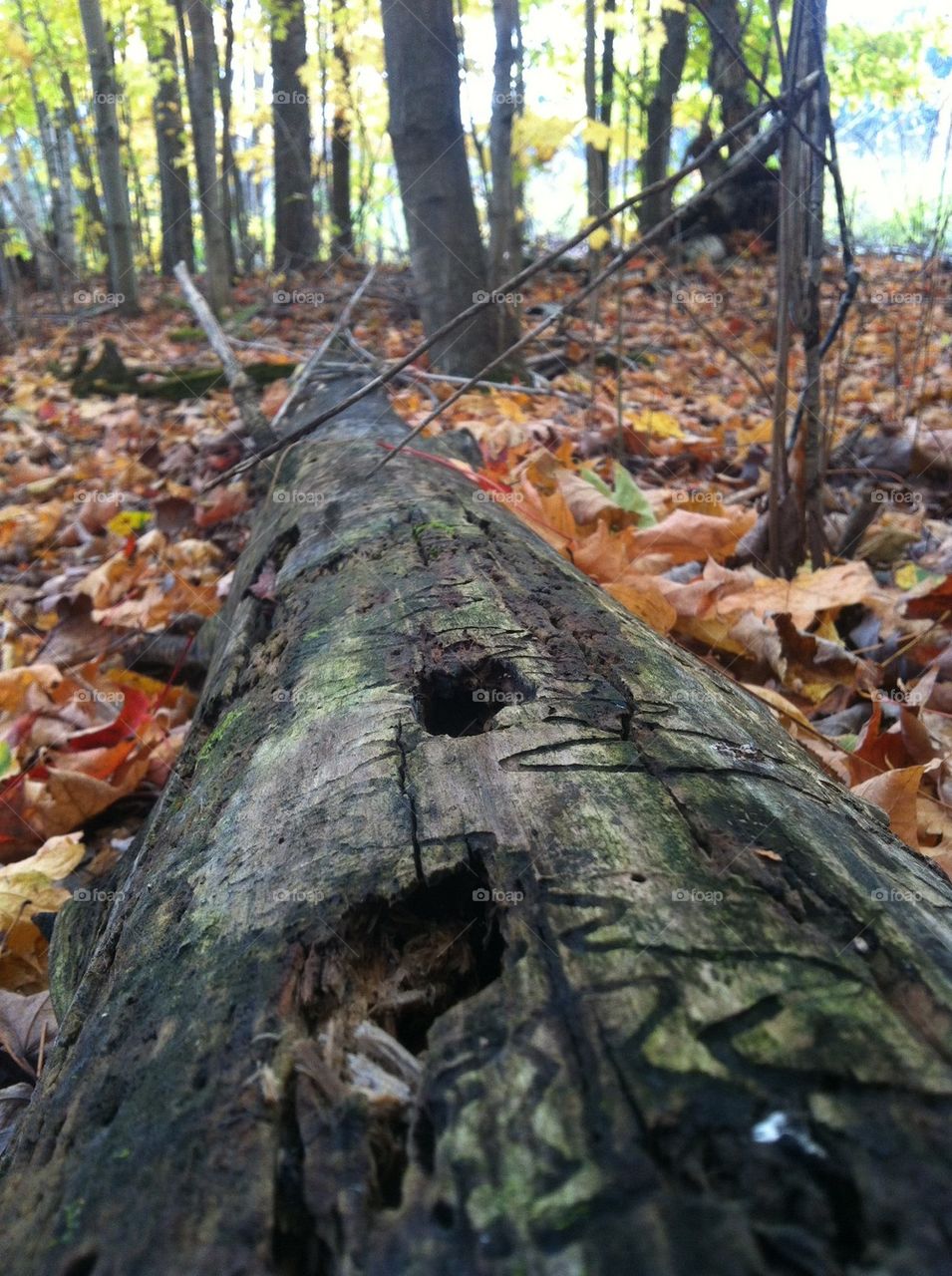 Log in leaves autumn 