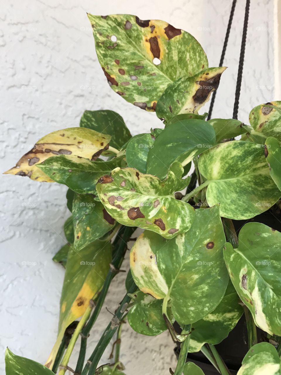 What happened to the leaves on this plant?