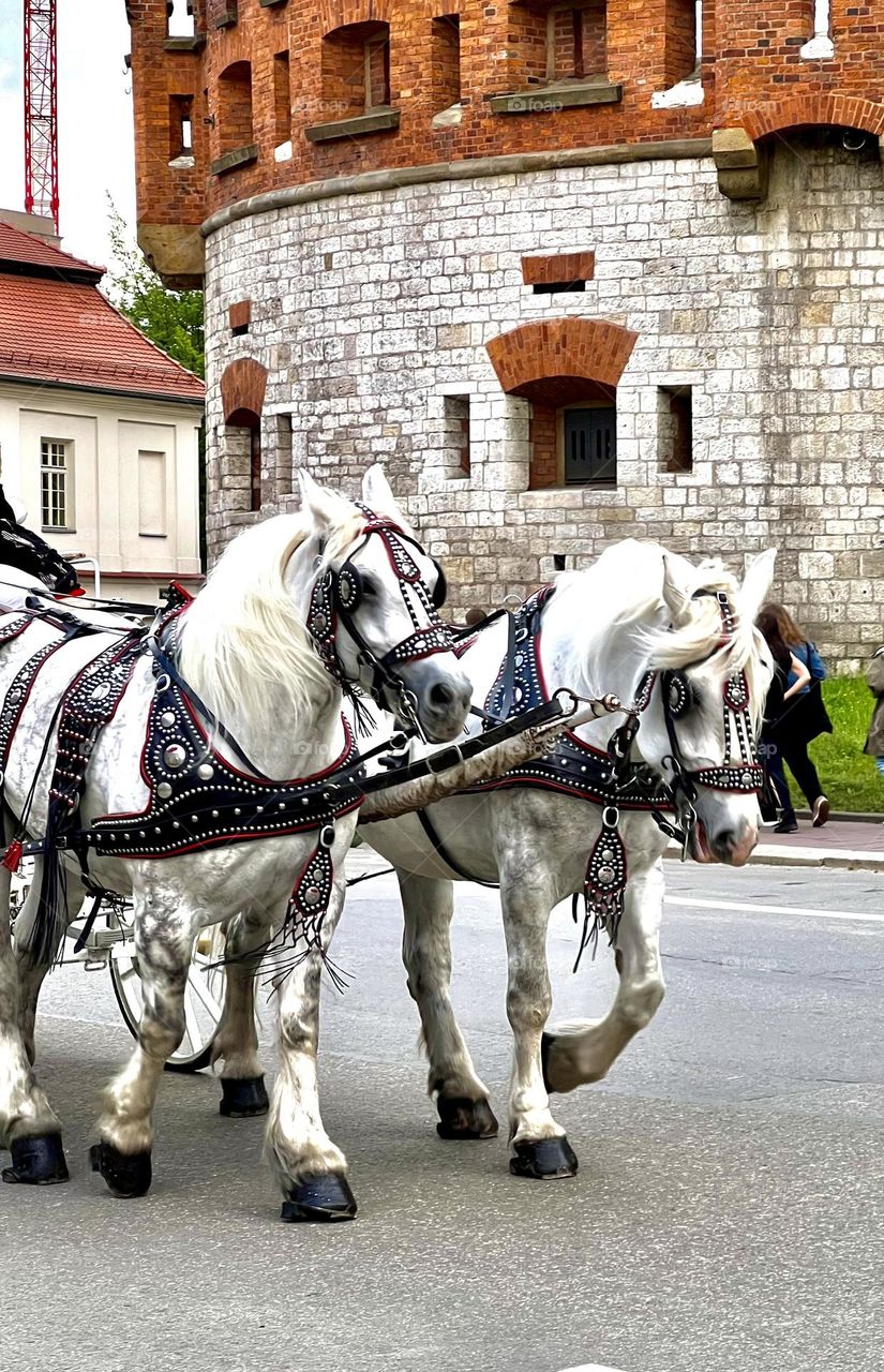 Two white horses in a harness on the street of Krakow