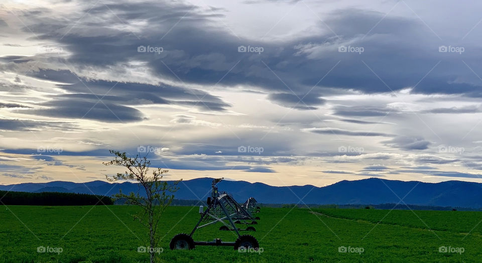 Landscape with green hay field holding irrigation sprinkler with interesting clouds