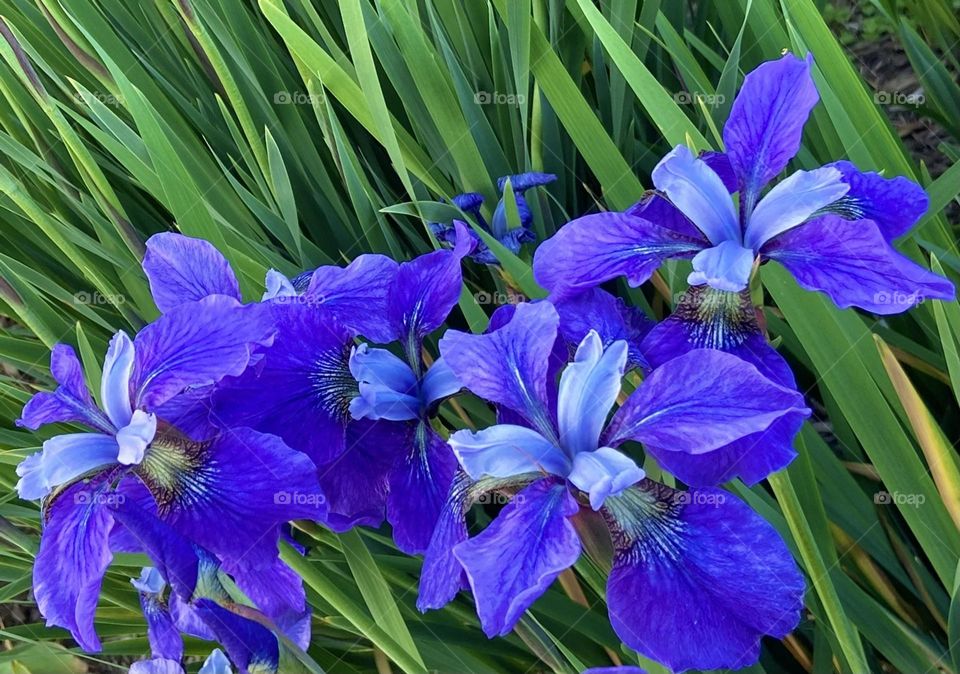 Indigo Irises