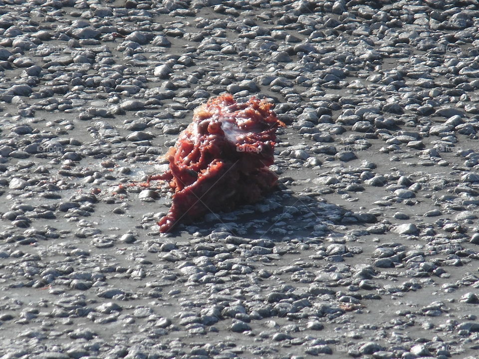 poor armadillo. This was part of a Texas armadillo that I saw  being eaten by some vultures. 👣 🚶 🏃 🔥 💨
