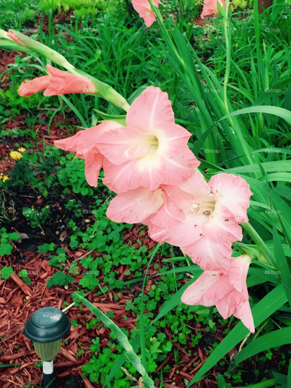A issue of s pink coral gladiola flower in my garden.