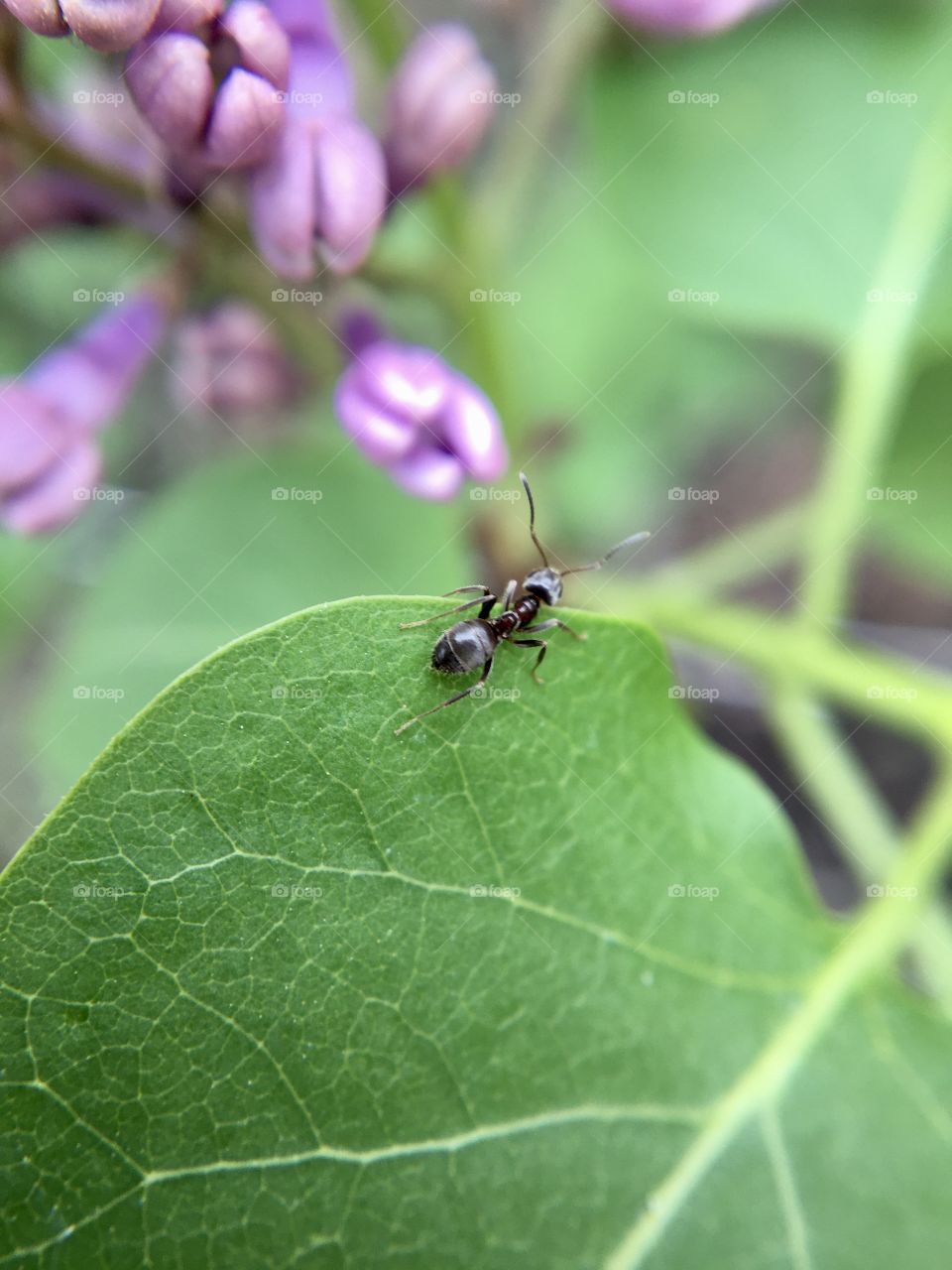 Ant on green leaf of lilac