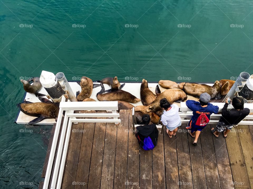 Watching sea lions