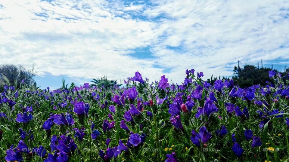 fiori viola e cielo con nuvole