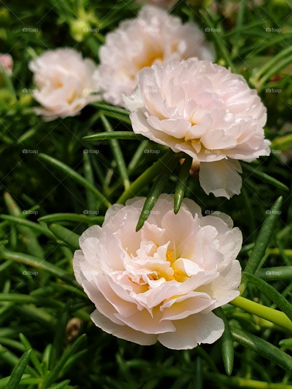 the portulaca grandiflora