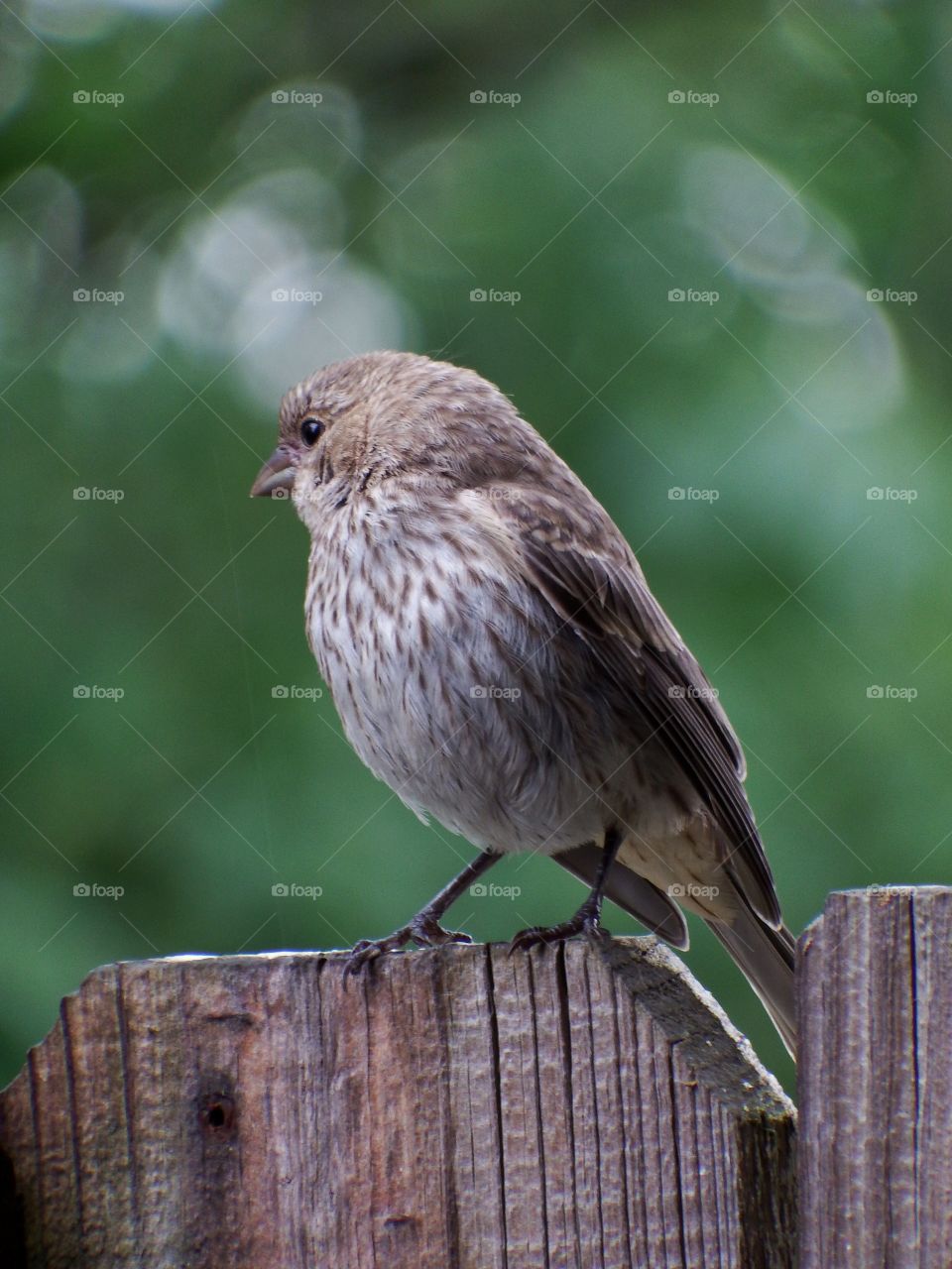 A fat happy house finch perched on a wooden fence on a summer day. Facing the camera. The background is a green bokeh soft focus as the light shines through the tree leaves. 