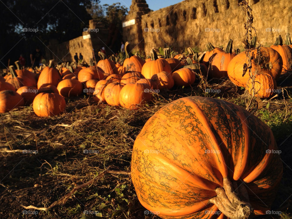 Pumpkins. Pumpkin Patch 