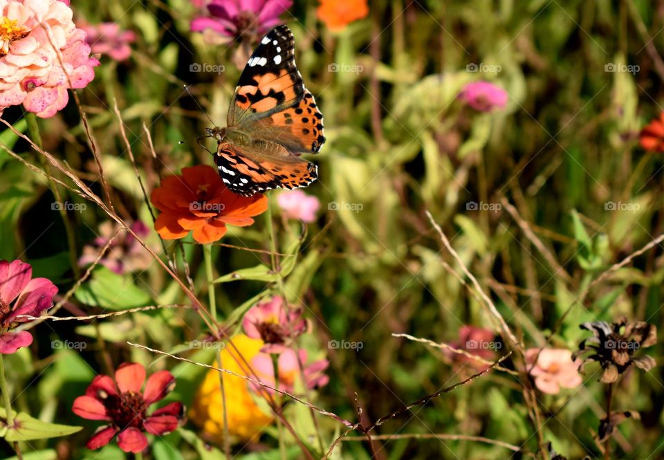 Butterflies