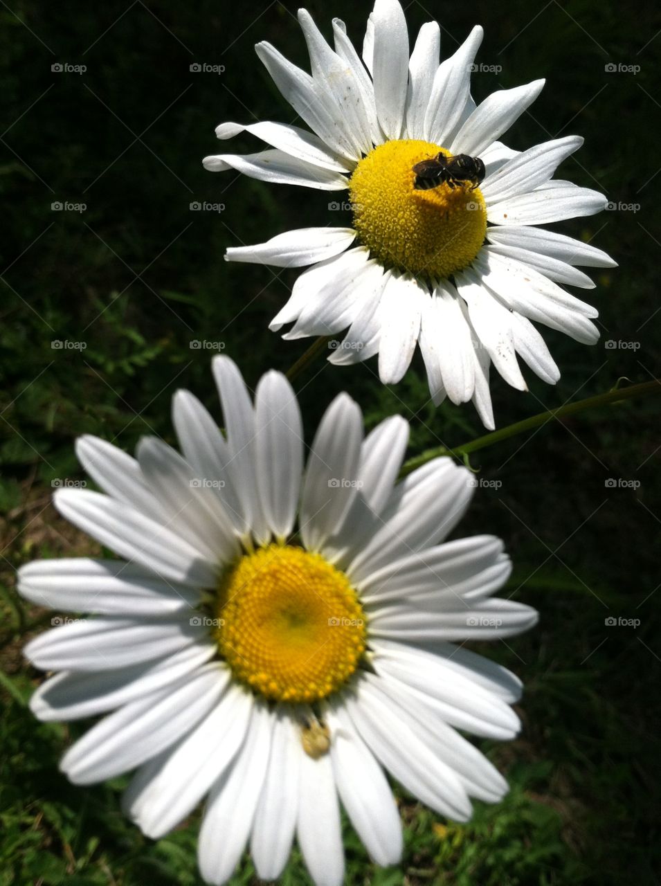 Bumblebee daisy