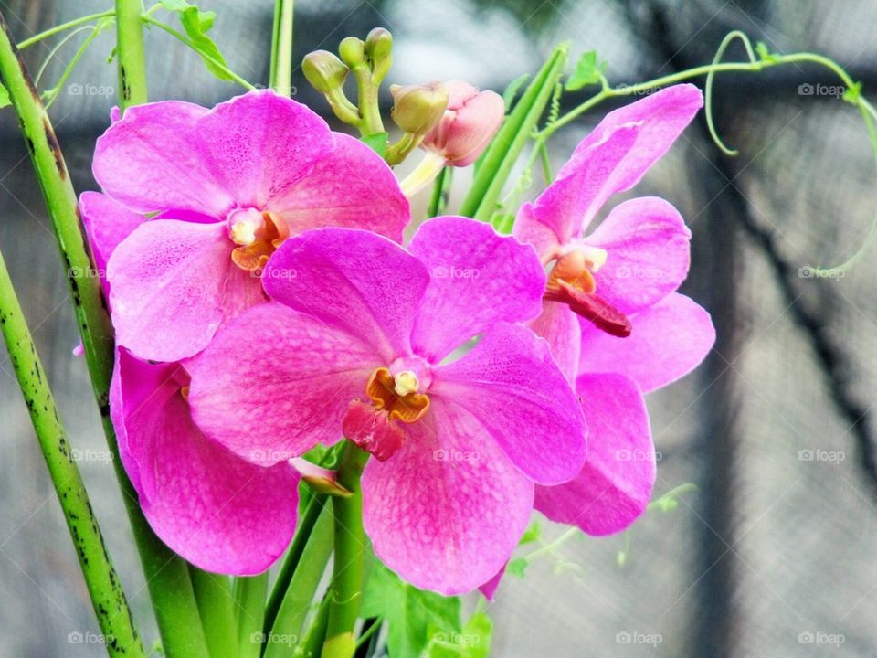 Orchids