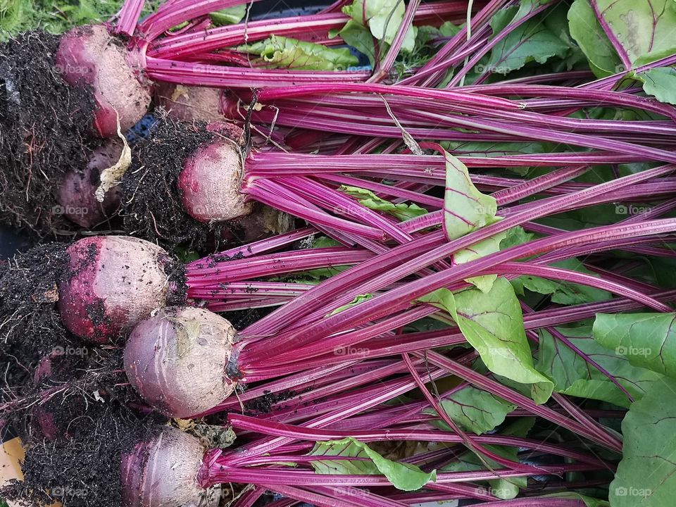 Organically grown beets.  It is good to grow vegetables at home and know that you will bring healthy foods into your body.  Food that is not sprayed with harmful things.