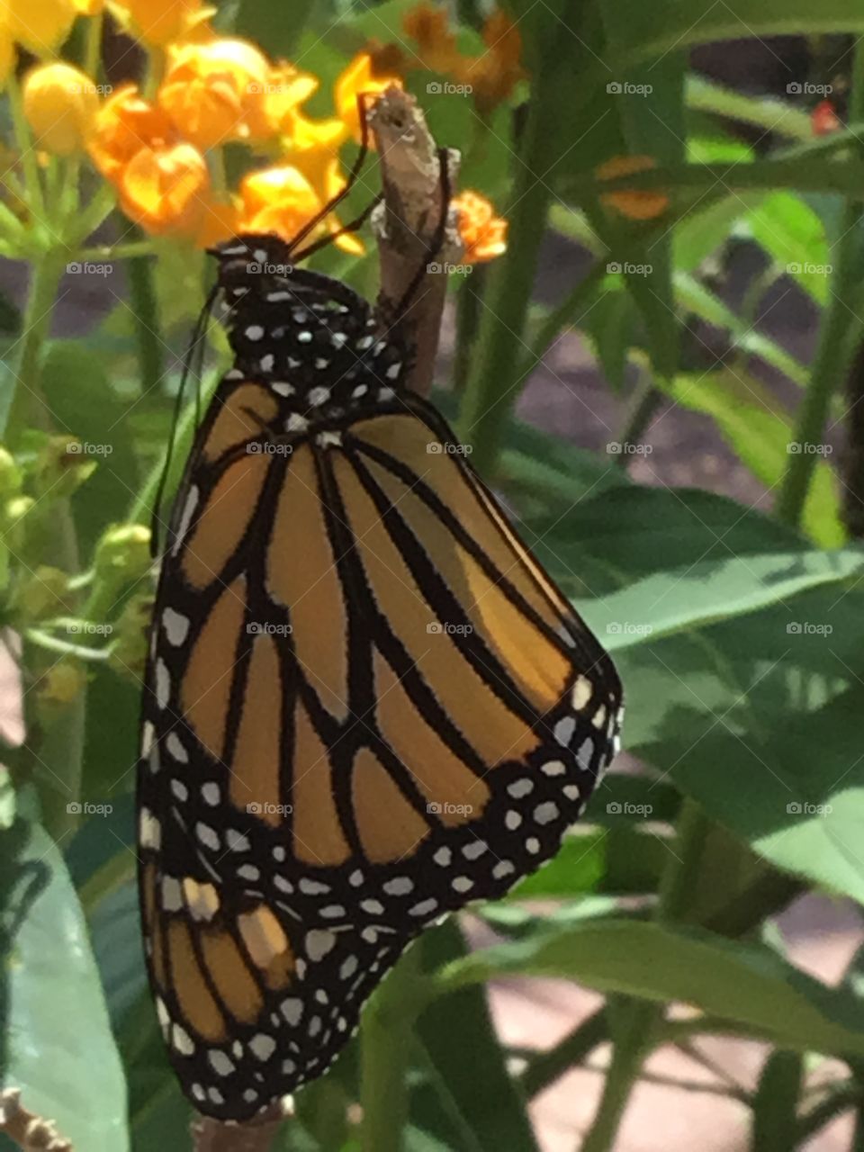Monarch butterfly who just emerged from its cocoon drying its wings before flying...