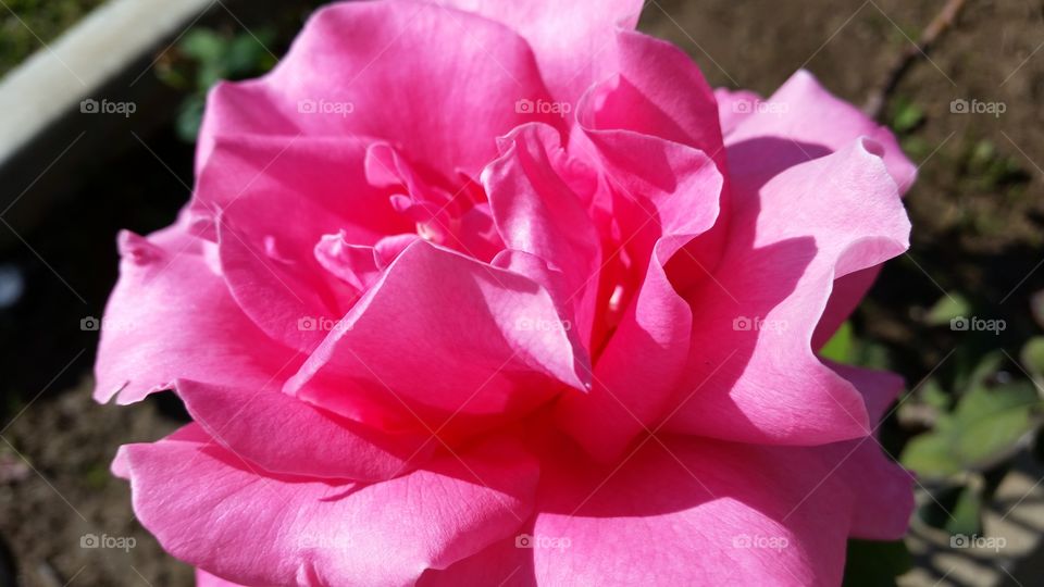 Sun Kissed Rose. Pink sun kissed rose 