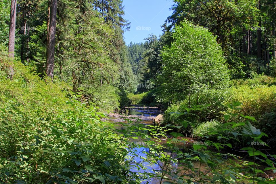 Scenic view of a forest