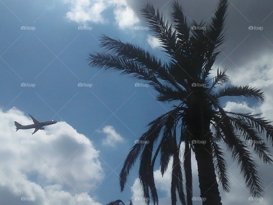 Beautiful airplane flying cross the sky and high palm tree.