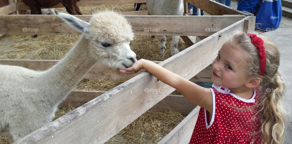 Alpaca and Child