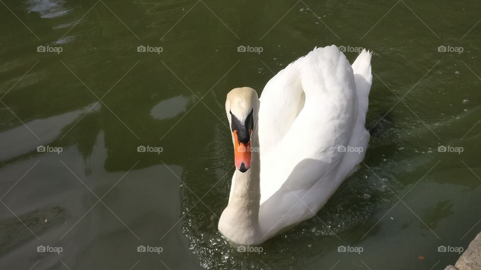 Swan, Water, Lake, Bird, Pool
