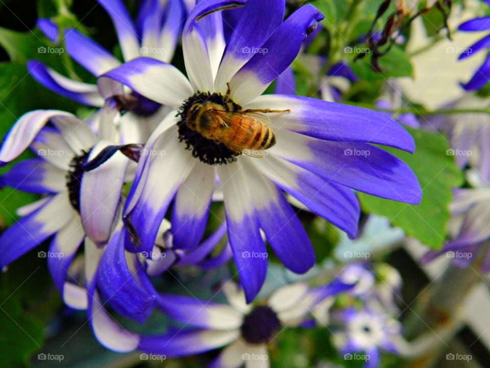 Colors of Spring - A beautiful white and purple daisy with the addition of of a honey bee feeding on the flowers nectar