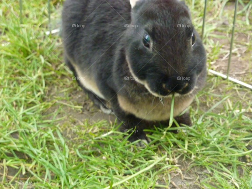 eating the lawn